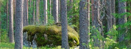 Katsaus metsäkiinteistömarkkinoihin