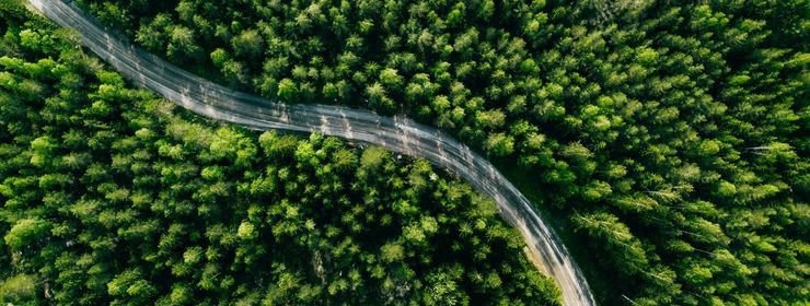 Metsäluotsi avuksi metsän arvon määritykseen.