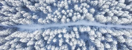 Kiinnostaako metsäsijoittaminen? Yhteismetsä on helppo tapa aloittaa